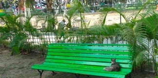 A cat enjoys a siesta on a Papagayo Park bench.
