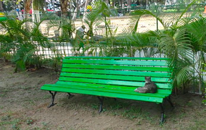 A cat enjoys a siesta on a Papagayo Park bench.