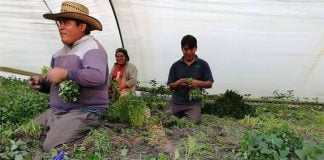 Mexico City's chinamperos are also delivering their products to people's homes.