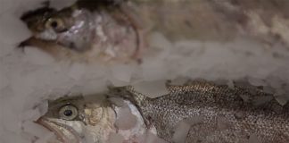 Frozen fish is expensive when the ice is included in the weight.