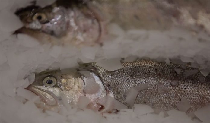 Frozen fish is expensive when the ice is included in the weight.