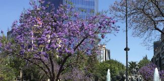 Jacarandas at the Glorieta de los Cibeles in Roma Norte, La Roma
