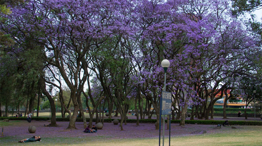 Jacaranda trees at University City in Mexico City.