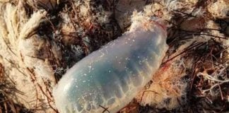 Jellyfish on the beach in Progreso.