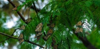 Illegal logging has been a factor in habitat loss for the monarch butterfly.