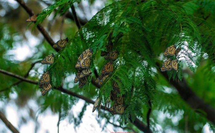 Illegal logging has been a factor in habitat loss for the monarch butterfly.