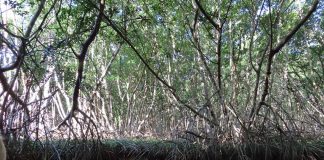 Mangroves are protected until the government decides to build a refinery.