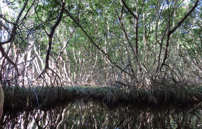 Mangroves are protected until the government decides to build a refinery.