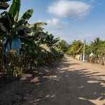 A banana plantation just outside Ciudad Hidalgo provides jobs to many asylum seekers.