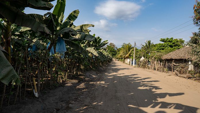 A banana plantation just outside Ciudad Hidalgo provides jobs to many asylum seekers.