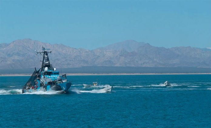Fishboats attack the Sharpie in the Gulf of California on Tuesday.