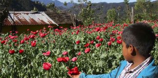 Opium poppies are not the cash crop they used to be.