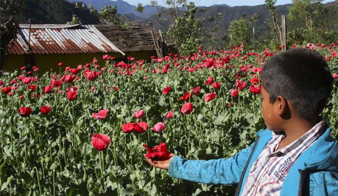 Opium poppies are not the cash crop they used to be.