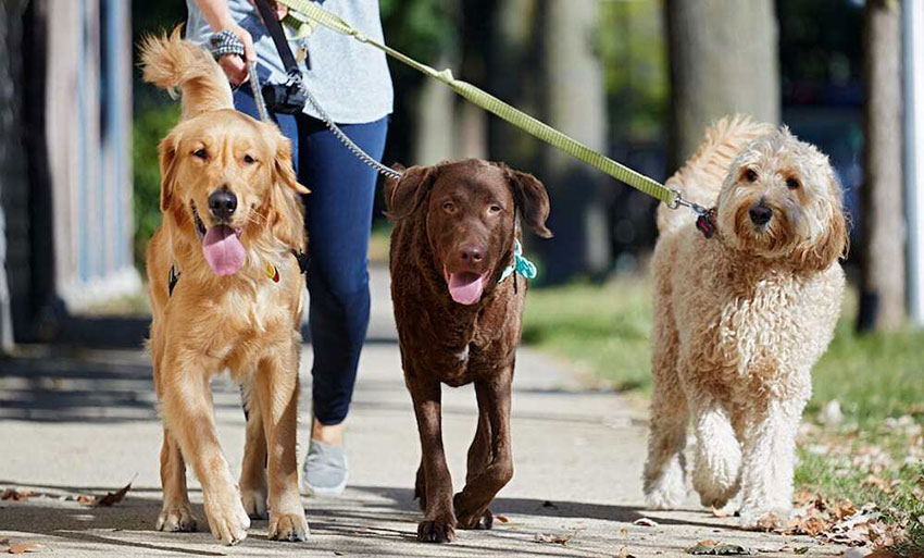 Dog-walkers are among workers hired by expats.