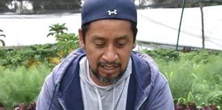 Chinampero Coat Rufino with fresh lettuce.