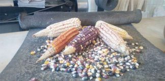 Over 60 varieties of corn designated as part of Mexico's heritage.