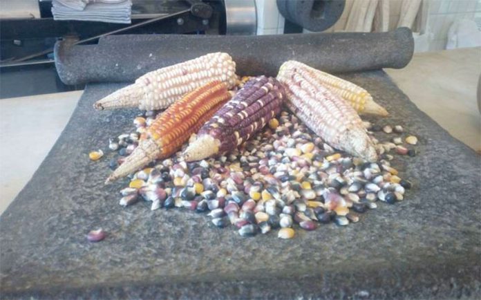Over 60 varieties of corn designated as part of Mexico's heritage.