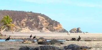 Crocodiles enjoy some beach time in Oaxaca.