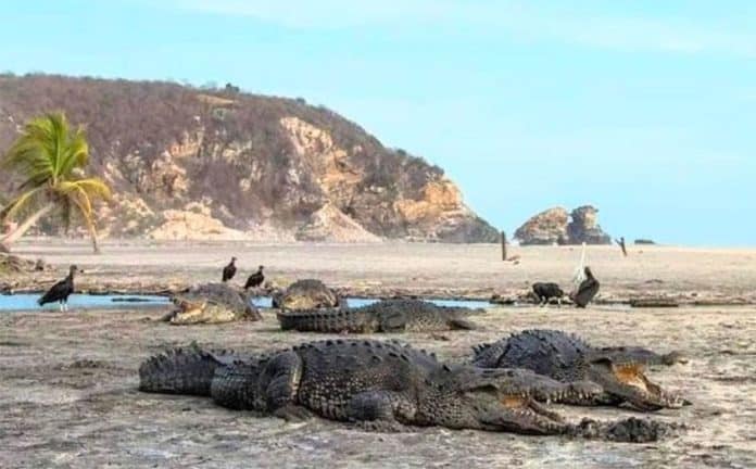 Crocodiles enjoy some beach time in Oaxaca.