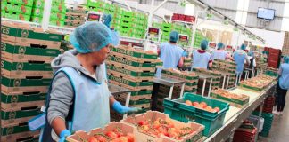 Tomatoes are the main product at Invernaderos Potosinos.
