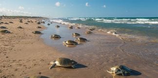 Over 95% of the world’s Kemp’s ridley turtles nest on the beaches of Tamaulipas.