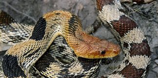 Experts suggest the creature may have been a feisty, nontoxic, Mexican bullsnake.