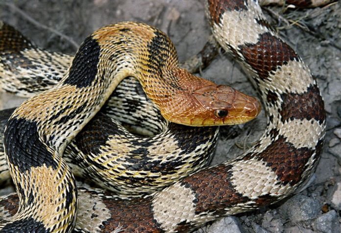 Experts suggest the creature may have been a feisty, nontoxic, Mexican bullsnake.