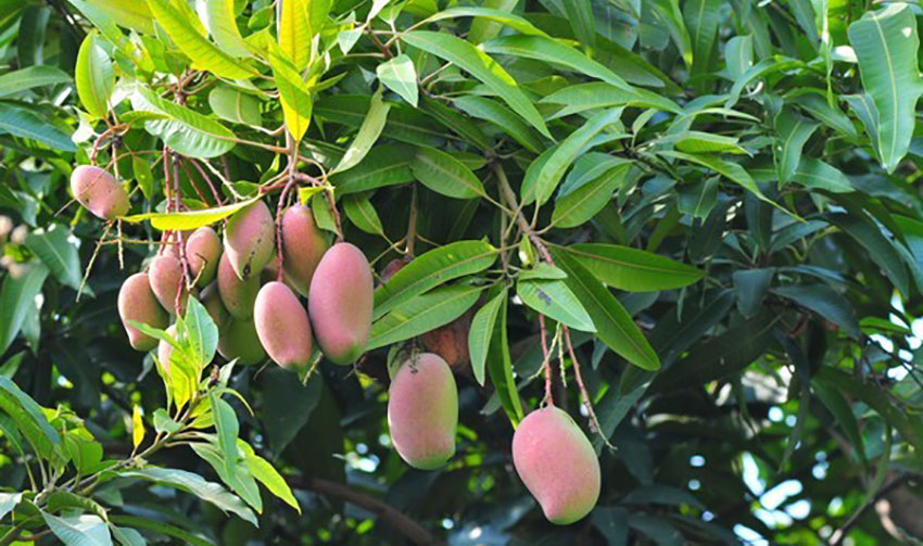 It's mango season in Mexico.