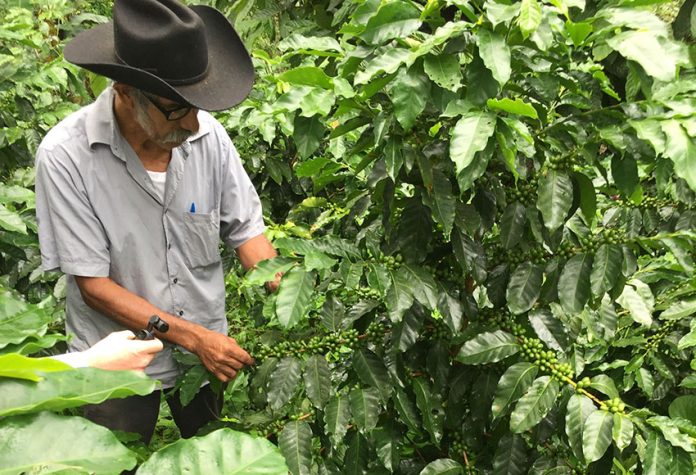Salvador Esteban checks his coffee plants in Pluma Hidalgo.