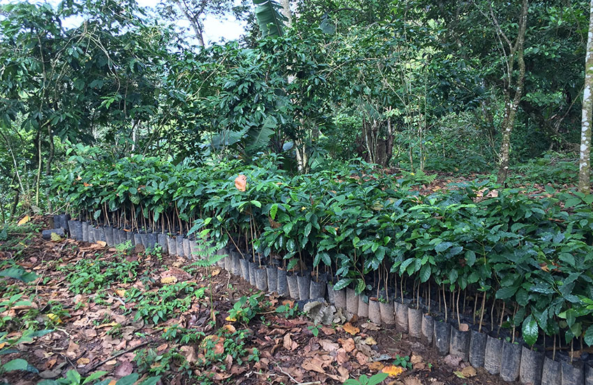 Coffee plants await planting out.