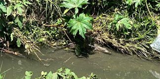 The young crocodile that has eluded firefighters in Michoacán.