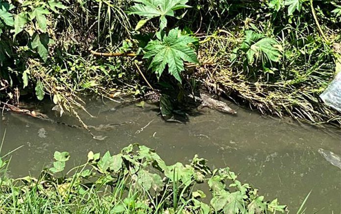 The young crocodile that has eluded firefighters in Michoacán.