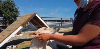 One of Puebla's abandoned dogs.