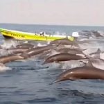 Dolphins off the coast of Oaxaca this week.