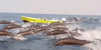 Dolphins off the coast of Oaxaca this week.