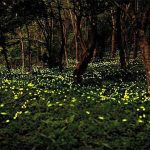 The fireflies are back.