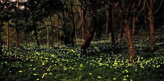 The fireflies are back.