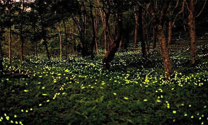 The fireflies are back.