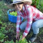 A gardener harvests greens at Vía Orgánica in San Miguel de Allende.