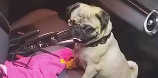 Harley the therapist is ready to go to work.