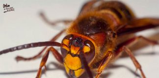 The killer hornet that has crossed the Pacific Ocean.