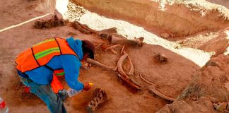 Mammoth bones are cleaned at the site of the new airport.