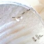 Staples help prolong the life of a face mask at Veracruz hospital.