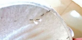 Staples help prolong the life of a face mask at Veracruz hospital.