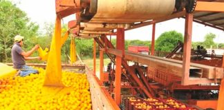 Harvesting oranges in Güemez, Tamaulipas.
