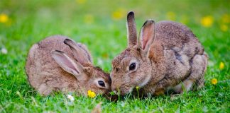 Rabbits have their own virus problems.