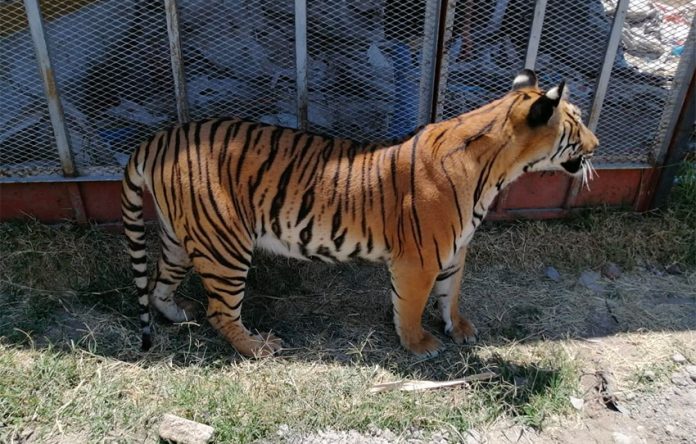 One of two Bengal tigers seized by authorities in Jalisco.