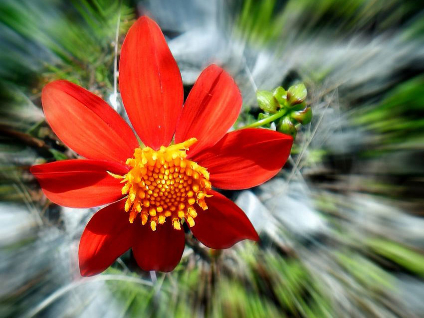 The dahlia is Mexico’s national flower. Its potato-like bulb is edible.