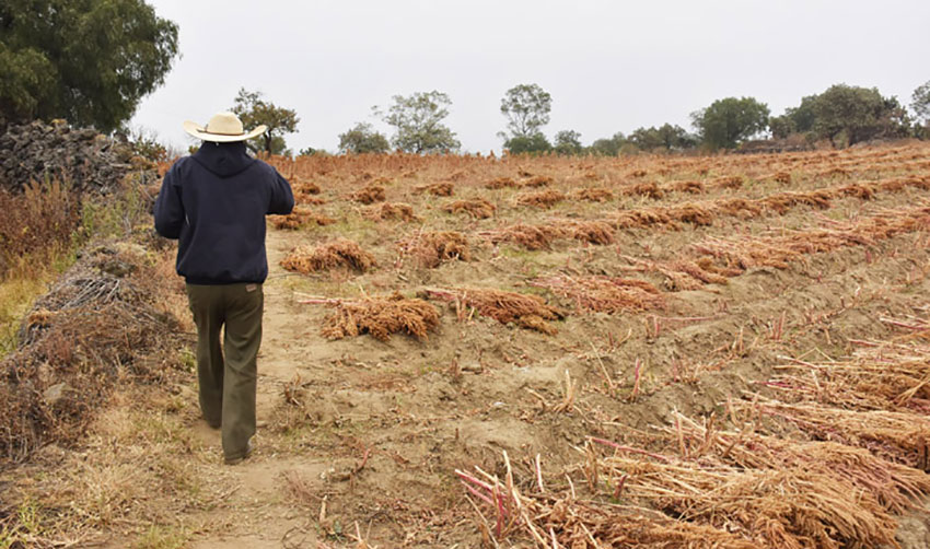 Alejo Ávila in his field of amaranth plants.