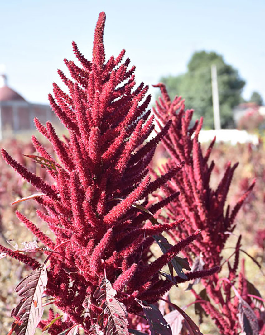 Amaranth plants ready to harvest.